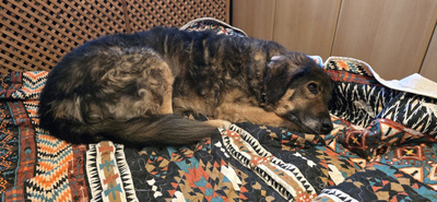 Benno - NOTFALL Österreich, Mischling - Rüde