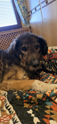 Benno - NOTFALL Österreich, Mischling - Rüde