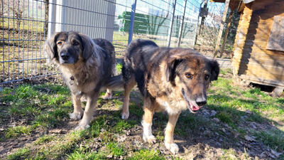 Benno - NOTFALL Österreich, Mischling - Rüde