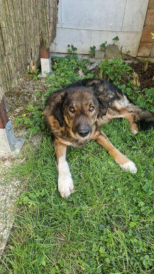 Benno - NOTFALL Österreich, Mischling - Rüde