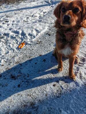 Benno, und plötzlich war da Hoffnung, Mischling - Rüde