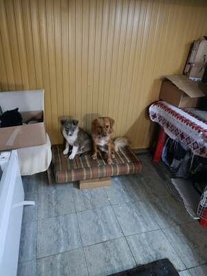 Benno, und plötzlich war da Hoffnung, Mischling - Rüde