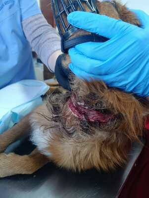 Benno, und plötzlich war da Hoffnung, Mischling - Rüde