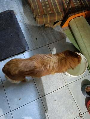 Benno, und plötzlich war da Hoffnung, Mischling - Rüde