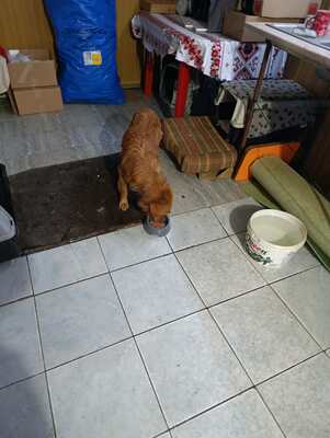 Benno, und plötzlich war da Hoffnung, Mischling - Rüde