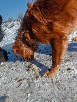 Benno, und plötzlich war da Hoffnung, Mischling - Rüde