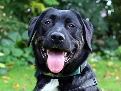 Bennolo, Labrador-Appenzeller-Mix - Rüde