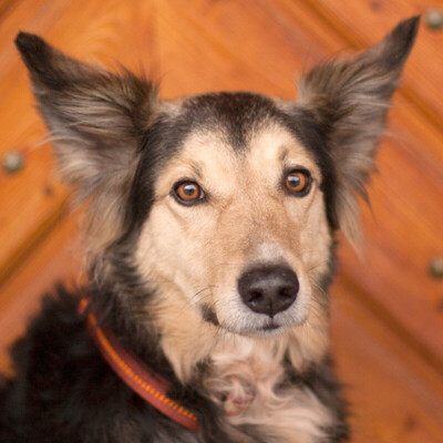 Benny Blue, Collie-Mix - Rüde