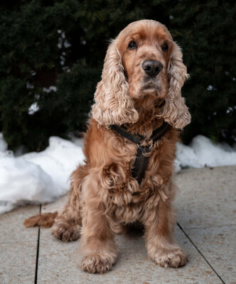 Benny Bub, Cocker Spaniel - Rüde