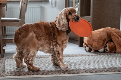 Benny Bub, Cocker Spaniel - Rüde