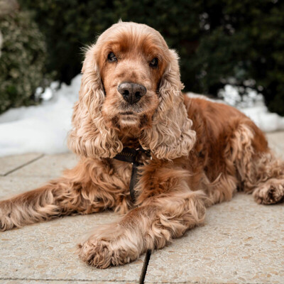Benny Bub, Cocker Spaniel - Rüde