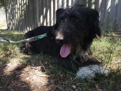 Benny - Charmanter Kuschel, ca. 3 Jahre/15kg/36cm, Mischling - Rüde