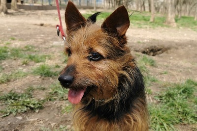 Benny, Mischling - Rüde