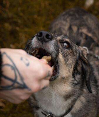 Benny, Mischling - Rüde