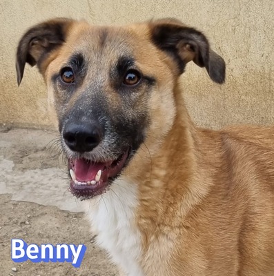 Benny, Mischling - Rüde