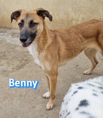 Benny, Mischling - Rüde