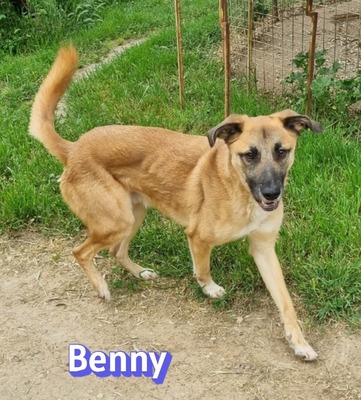 Benny, Mischling - Rüde