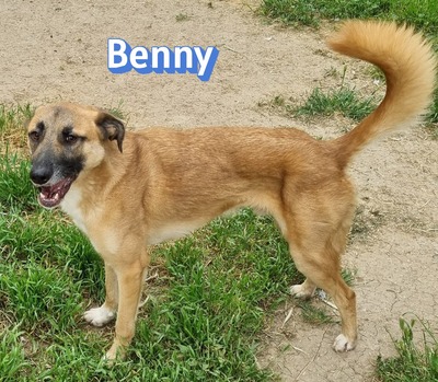 Benny, Mischling - Rüde