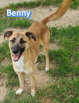 Benny, Mischling - Rüde