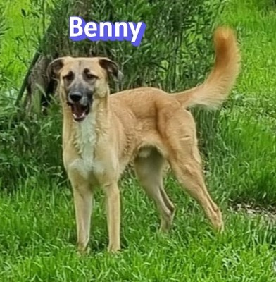 Benny, Mischling - Rüde