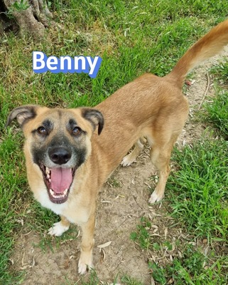 Benny, Mischling - Rüde