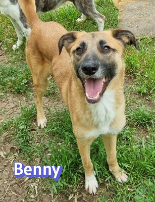 Benny, Mischling - Rüde