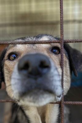 Benny – ein sanfter Riese mit großem Herzen 🤎🐾, Mischling - Rüde