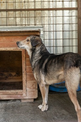 Benny – ein sanfter Riese mit großem Herzen 🤎🐾, Mischling - Rüde