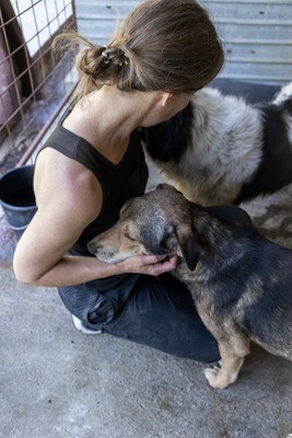 Benny – ein sanfter Riese mit großem Herzen 🤎🐾, Mischling - Rüde