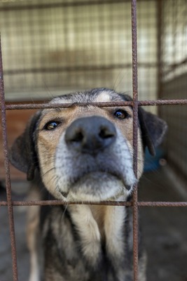 Benny – ein sanfter Riese mit großem Herzen 🤎🐾, Mischling - Rüde