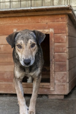 Benny – ein sanfter Riese mit großem Herzen 🤎🐾, Mischling - Rüde