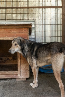 Benny – ein sanfter Riese mit großem Herzen 🤎🐾, Mischling - Rüde