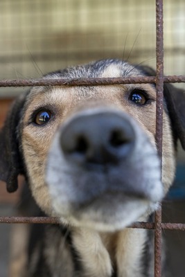 Benny – ein sanfter Riese mit großem Herzen 🤎🐾, Mischling - Rüde