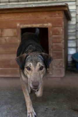 Benny – ein sanfter Riese mit großem Herzen 🤎🐾, Mischling - Rüde