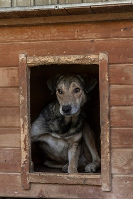 Benny – ein sanfter Riese mit großem Herzen 🤎🐾, Mischling - Rüde