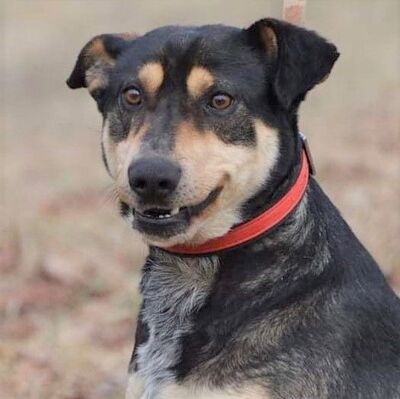🍀🍀Benny ist ein absoluter Glücksgriff💥💥, Mischling - Rüde