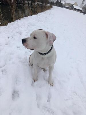 Beno, American Stafford - Rüde