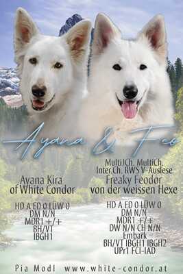 Berger Blanc Suisse of White Condor, Weißer Schweizer Schäferhund Welpen - Hündin