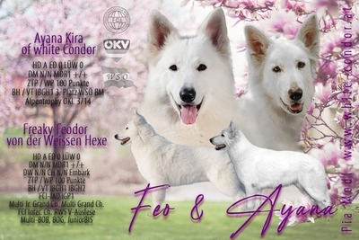 Berger Blanc Suisse of White Condor, Weißer Schweizer Schäferhund Welpen - Rüde