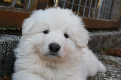 Berger Blanc Suisse of White Condor, Weißer Schweizer Schäferhund Welpen - Rüde