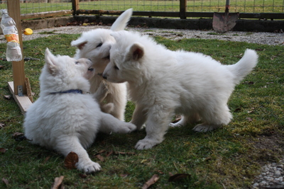 Berger Blanc Suisse of White Condor, Weißer Schweizer Schäferhund Welpen - Rüde