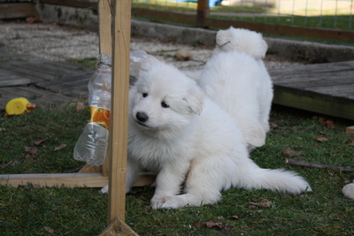 Berger Blanc Suisse of White Condor, Weißer Schweizer Schäferhund Welpen - Rüde