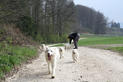 Berger Blanc Suisse of White Condor, Weißer Schweizer Schäferhund Welpen - Rüde