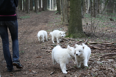Berger Blanc Suisse of White Condor, Weißer Schweizer Schäferhund Welpen - Rüde