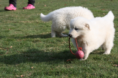 Berger Blanc Suisse of White Condor, Weißer Schweizer Schäferhund Welpen - Rüde