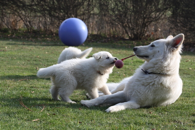 Berger Blanc Suisse of White Condor, Weißer Schweizer Schäferhund Welpen - Rüde