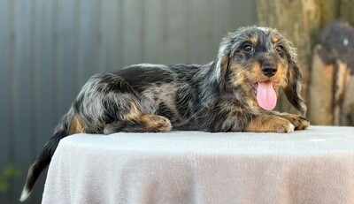 Bernard sucht sein für-immer-Zuhause, Dackel-Mischling Welpen - Rüde