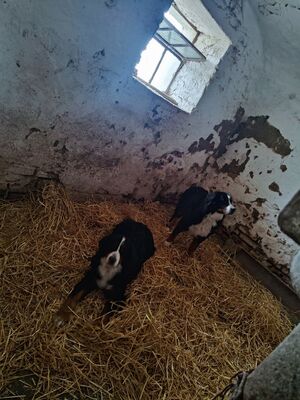 Berner Sennen - Hündin