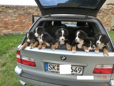 Berner Sennenhund Welpen - Rüde