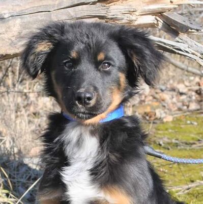 😊💖Bernie ist ein extrem liebenswürdiger Welpe, der sehr großzügig, lieb und sanft ist💥🥰, Mischlingswelpe Welpen - Rüde